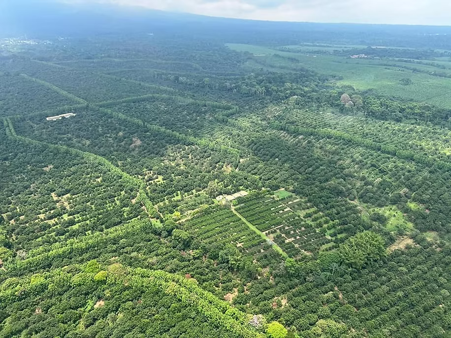 Mélange des fêtes - Image 2