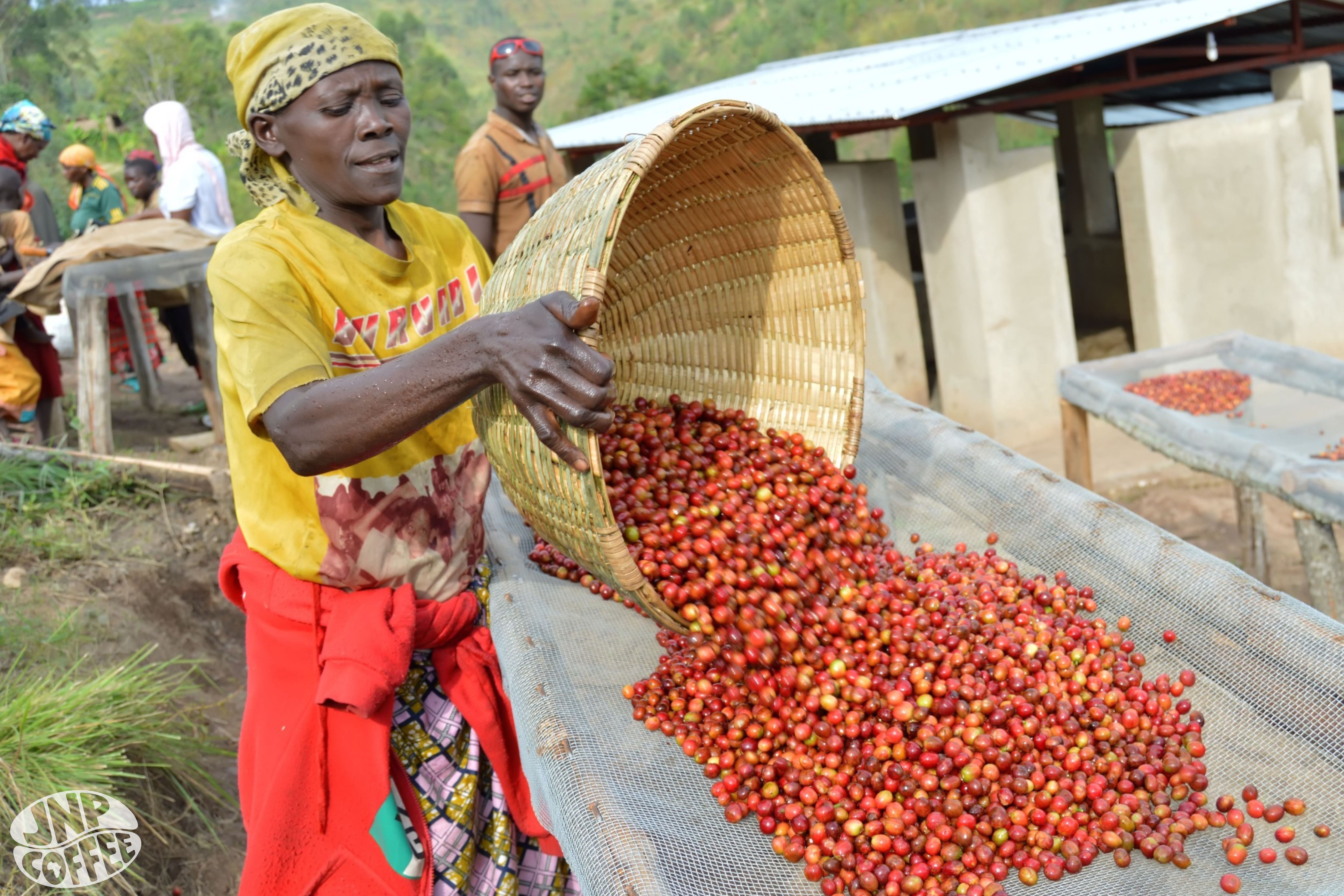 Turihamwe - Burundi - Image 6