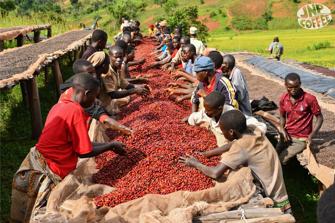 Hafi - Burundi - Image 3