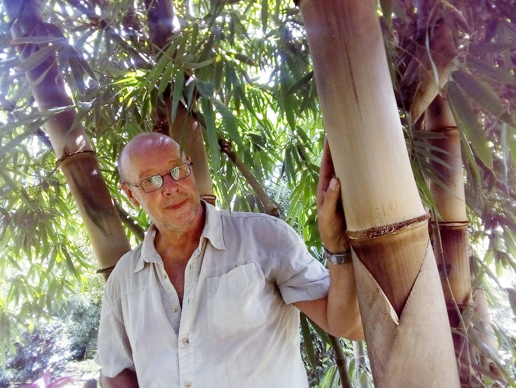 Bambou- Nicaragua - Image 4