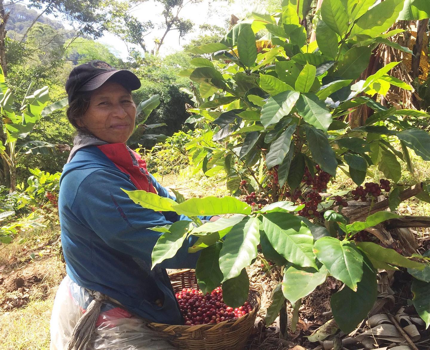 Bambou- Nicaragua - Image 5