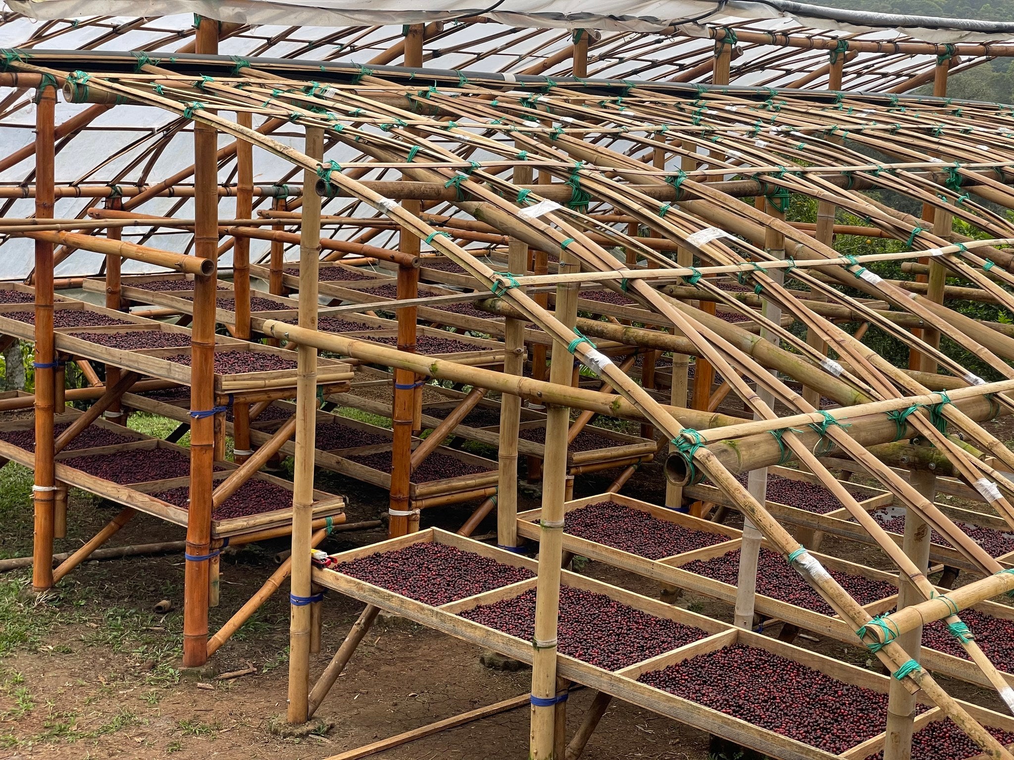 Bambou- Nicaragua - Image 9