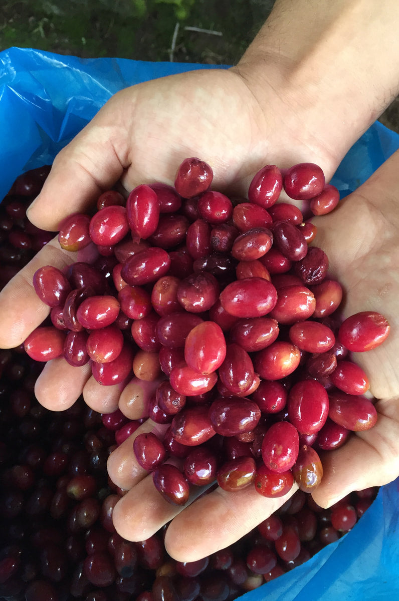 Bambou- Nicaragua - Image 3