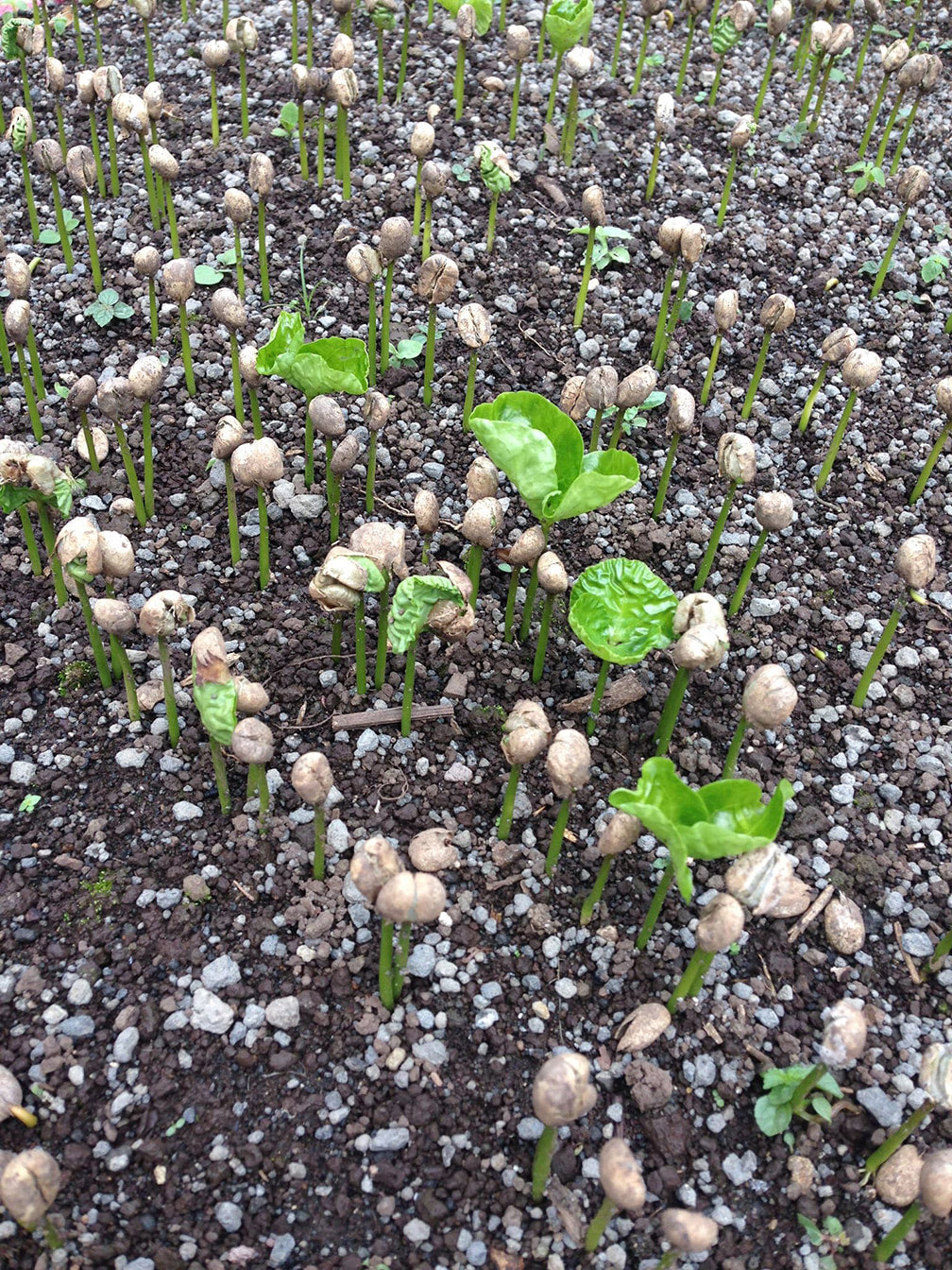 Bambou- Nicaragua - Image 7